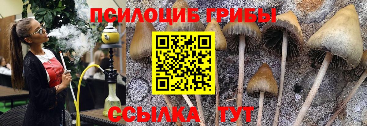 наркота  Псилоцибиновые грибы Psilocybe  Вход с VPN  Омск 